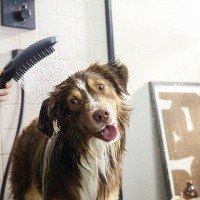 Hansgrohe DogShower 26640540 Ручной душ для собак (бирюзовый)