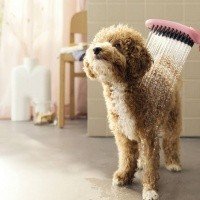 Hansgrohe DogShower 26640560 Ручной душ для собак (розовый)