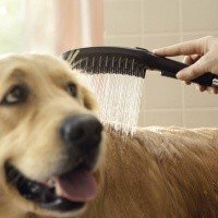 Hansgrohe DogShower 26640560 Ручной душ для собак (розовый)